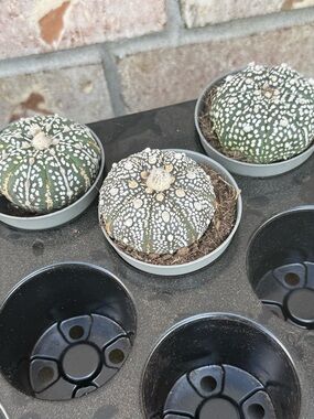 Astrophytum Asterias Cactus - Green with White Speckles